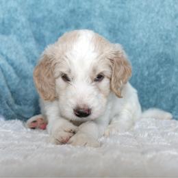 Max - Parti male Goldendoodle puppy in Cherry Creek, New York from Doodles Pups of NY
