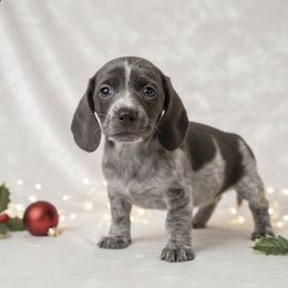 Nova - Dachshund