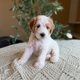 Gregory - Parti male Goldendoodle puppy in Barstow, California from Golden Desert Doodles
