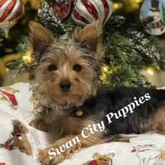 Remi - Yorkshire Terrier