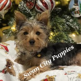 Remi - Yorkshire Terrier