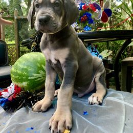 Great Dane Puppies from Night Magic Danes