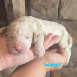 Sawyer - Apricot male Goldendoodle puppy in Sanderson, Florida from Serenity Goldendoodles