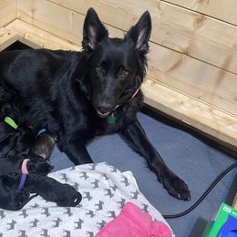 German Shepherd Puppies from Fancy GSDs