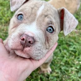 American Bullies from ARC’s Saving Grace