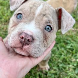 American Bullies from ARC’s Saving Grace
