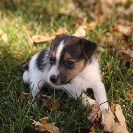 Marshall - Tri-color male Jack Russell Terrier puppy in West Bend, Iowa from Blue Skies Terriers
