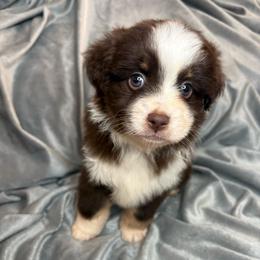 Murphy - Red tri male Toy Australian Shepherd puppy in Union Grove, North Carolina from Grove Farm
