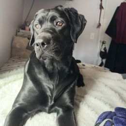 Nova - Labrador Retriever