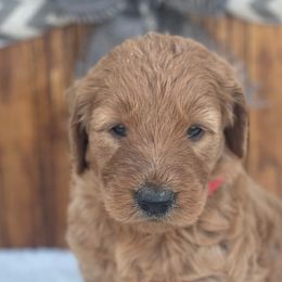 Border Collie and Goldendoodle Puppies from That’s My Doodle