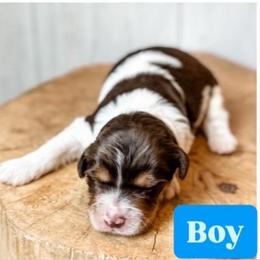 Boy 3 - Red tri-color male Aussiedoodle puppy in Arlington, Washington from Doodle Love Laugh