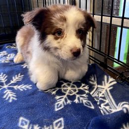 Australian Shepherd, Miniature American Shepherd, and Miniature Australian Shepherd Puppies from Painted Blue Aussies