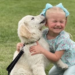 Golden Retrievers from Palouse Pups