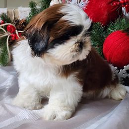 French Bulldog and Shih Tzu Puppies from French Bulldogs Planet