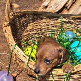 Skreech - Red male Dachshund puppy in Liberty, North Carolina from Heavenly Doxies