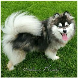 Laska - Pomsky