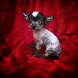 Chihuahua and Chinese Crested Puppies from Western Kentucky Chihuahua’s and Chinese Crested’s