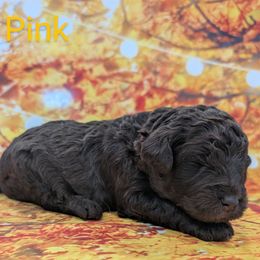Miss Pink - Chocolate female Labradoodle puppy in Lebanon, Pennsylvania from Robertson's Retrievers and Doodles