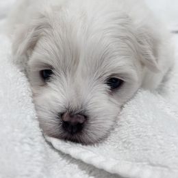 Maltese Puppies from AKC Maltese California