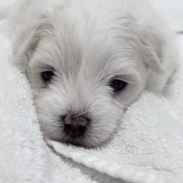 Maltese Puppies from AKC Maltese California
