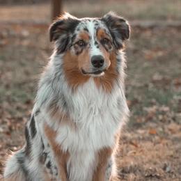 Raeger - Australian Shepherd