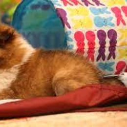 Shetland Sheepdog Puppies from Ulysses Shelties