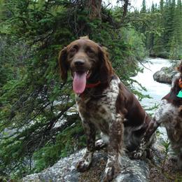 Kleine Munsterlanders from Julson Kennel