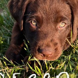 Labrador Retrievers from Cedar Hollow Labradors