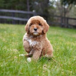 Teal collar - Red  female Goldendoodle puppy in Spokane, Washington from Doodle Love