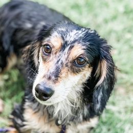 Rowan - Dachshund
