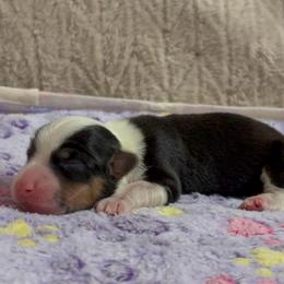 Button-Full fluffy - Black and tan female American Corgi puppy in Decatur, Texas from Bar S Corgis