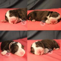 Arcee - Red tri-color female Australian Shepherd puppy in Colorado Springs, Colorado from Dawn 2 Dusk Ranch