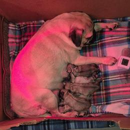 Girl 2 - Fawn female Pug puppy in Fitzwilliam, New Hampshire from Kayla's Pugs