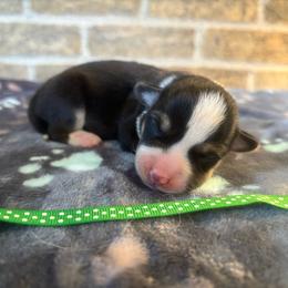 Reserved for kiara - Black and tan male Pembroke Welsh Corgi puppy in Mcarthur, Ohio from Bentley Corgis LLC