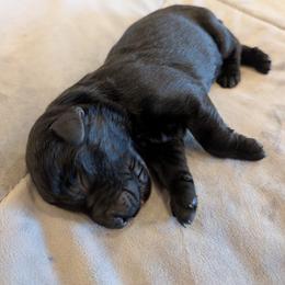 AKC MAGNUS - Black male Giant Schnauzer puppy in Tombstone, Arizona from Vanguard Giants