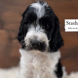 Mouse - Parti Goldendoodle puppy in Conway, New Hampshire from Arbor Grace Doodles