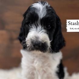 Mouse - Parti Goldendoodle puppy in Conway, New Hampshire from Arbor Grace Doodles