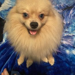 Koga - Pomeranian