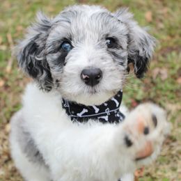 Aussiedoodle Puppies from Old Mills Aussiedoodles