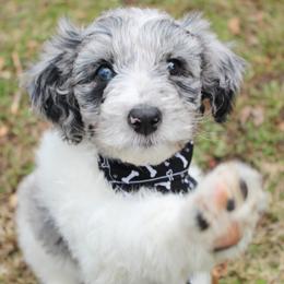 Aussiedoodle Puppies from Old Mills Aussiedoodles
