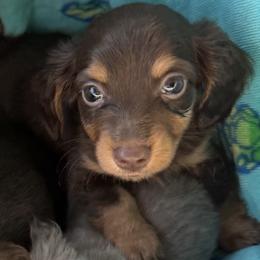 Bentley - Chocolate and tan male Dachshund puppy in Bentonville, Arkansas from Boujee Buns Dachshunds