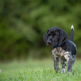 German Shorthaired Pointer and Vizsla Puppies from Nosam Kennels