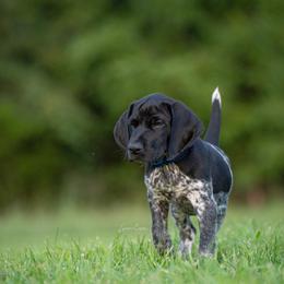 German Shorthaired Pointer and Vizsla Puppies from Nosam Kennels