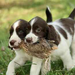 English Springer Spaniel puppies from Rustic Sporting Dogs
