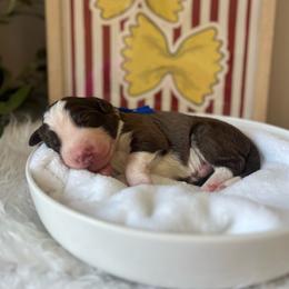 Bow Tie- 'Bo' - White and red male Bordoodle puppy in Valley Center, California from Circle R Valley Bordoodls