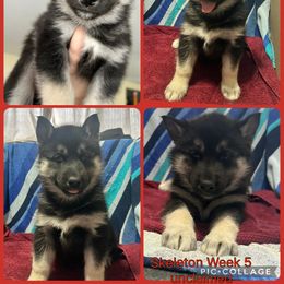 Skeleton - Black tan and white female Siberian Husky puppy in Canton, Ohio from Bleu Skies Siberian Huskies