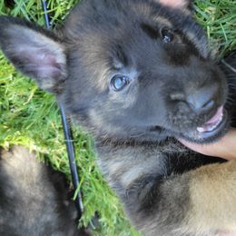 German Shepherds from Vom Ellishaus