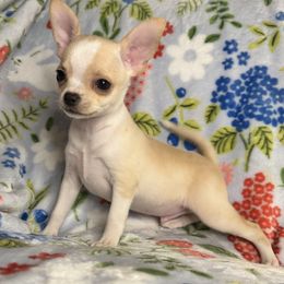 Proton - Cream and white Chihuahua puppy in Niagara County, New York from Coolballow Chihuahuas
