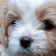 Maggie - Cavachon puppy from The House of Wiggle Waggle