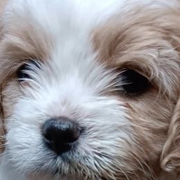 Maggie - Cavachon puppy from The House of Wiggle Waggle